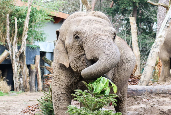 Dierenpark Amersfoort live