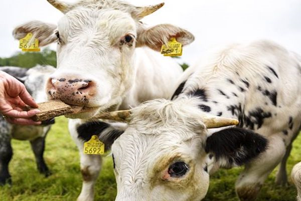 Feestje op de boerderij