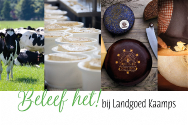 Koe in de wei dag