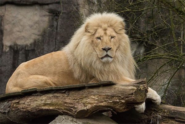 Ouwehands Dierenpark Rhenen