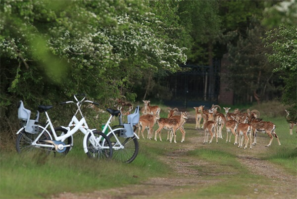 Wandelen op de Hoge Veluwe