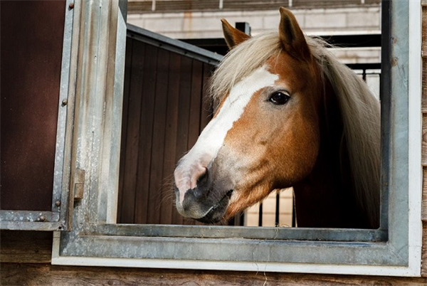 Manege in 't BioBos