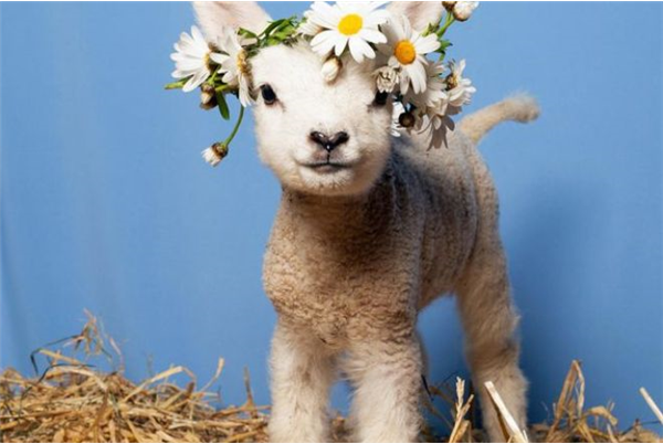 Lente Festival