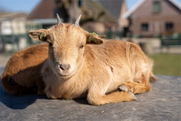 Kinderboerderij & speeltuin