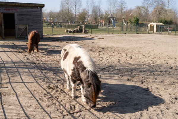 Kinderboerderij & speeltuin