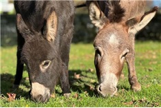 Boerderij Daalhoeve<br>