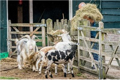 De Haagse stadsboerderijen<br>
