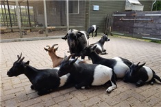 De Helderse Vallei<br>