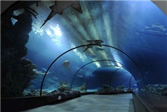 Diergaarde Blijdorp<br>