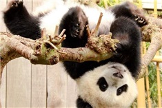 Ouwehands Dierenpark Rhenen<br>