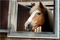 Manege in 't BioBos<br>