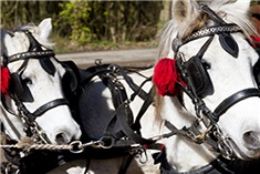 Stichting Huifbedrijden<br>